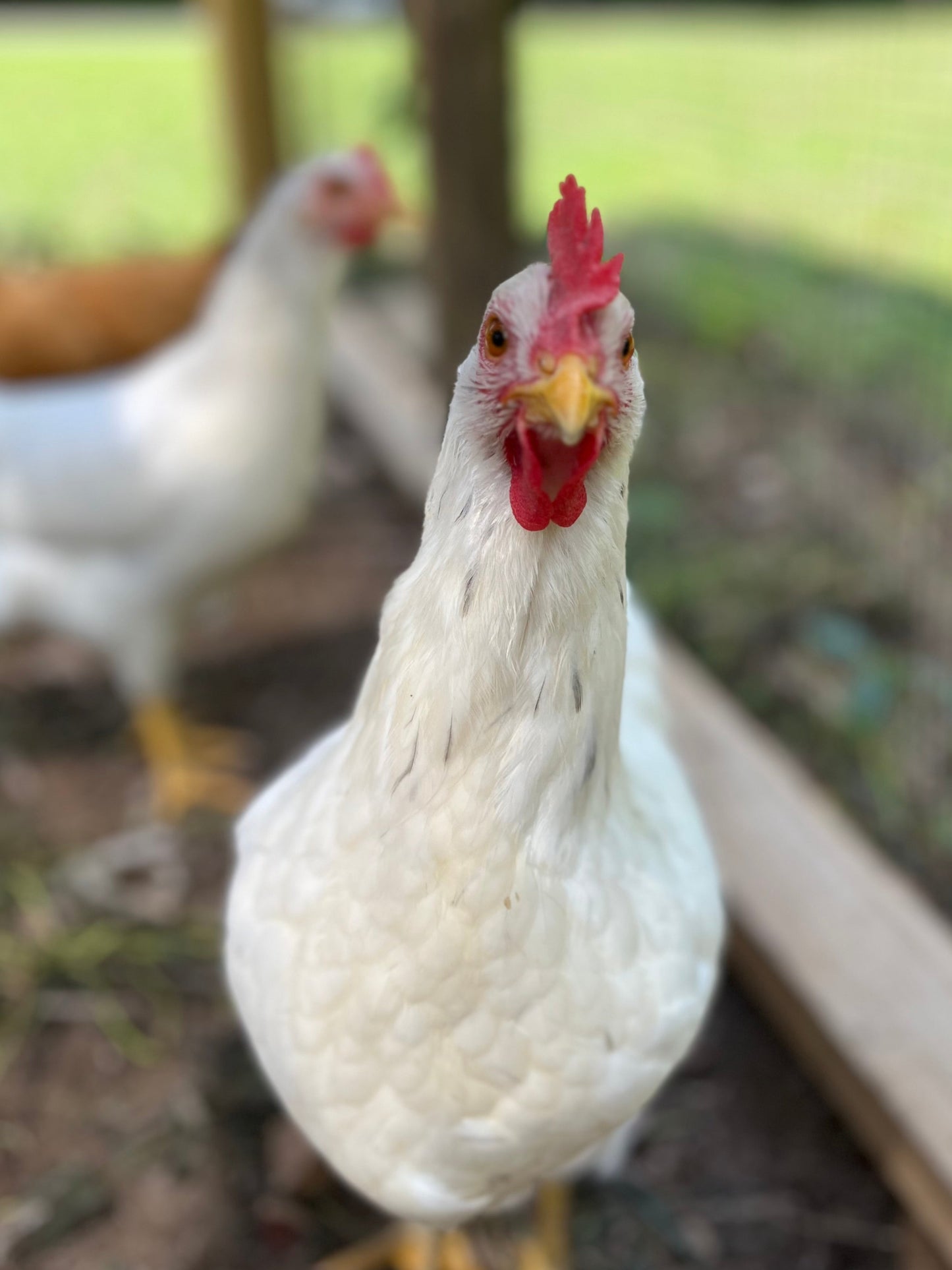 Farm Fresh Eggs (1 dozen)