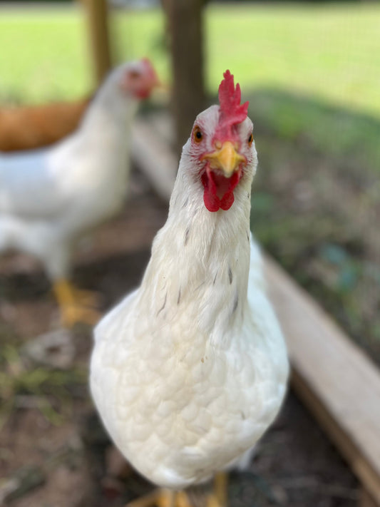 Farm Fresh Eggs (1 dozen)