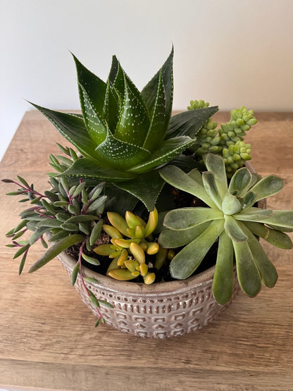 Succulent Garden
