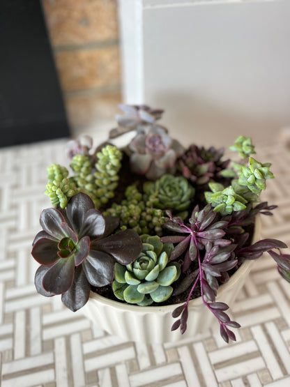 Succulent Garden