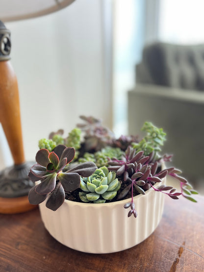 Succulent Garden